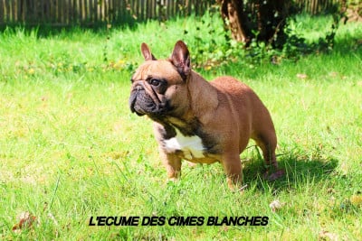 Étalon Bouledogue français - VITAVIE de l'écume des cimes blanches