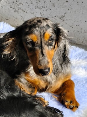 Étalon Teckel poil long - Anaé Du Palais De La Hardt