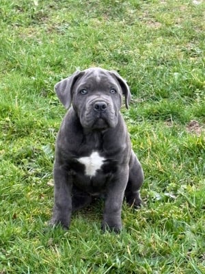 Étalon Cane Corso - Arvernmolosse Athéna