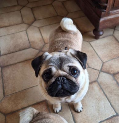 Étalon Carlin - Arwen Des Faces Masquées