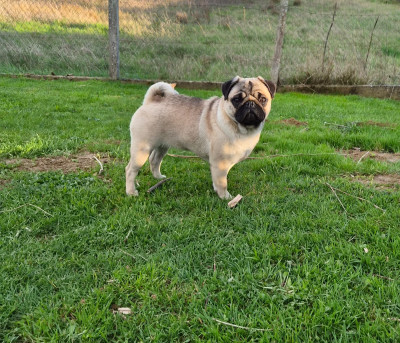 Étalon Carlin - Velma Des Faces Masquées