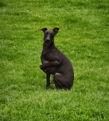 Étalon Petit Levrier Italien - U'Negro de la cote d'argent (Sans Affixe)
