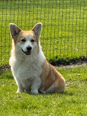 Étalon Welsh Corgi Pembroke - VAN HALLEN JUMP De Jaykay Land