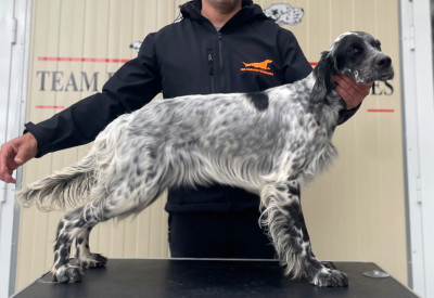 Étalon Setter Anglais - ATHÉNA des Cabanes Tchanquées
