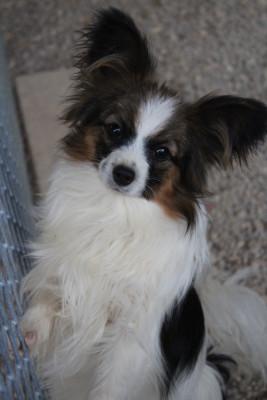 Étalon Epagneul nain Continental (Papillon) - ADORABLE DIVA Of Winner Mistral