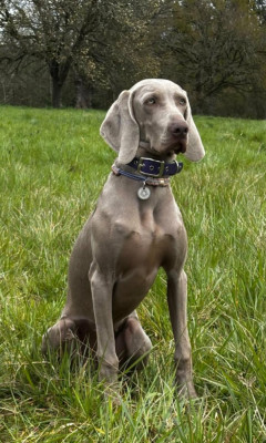 Étalon Braque de Weimar - Asta la Vista Balboa Sylver