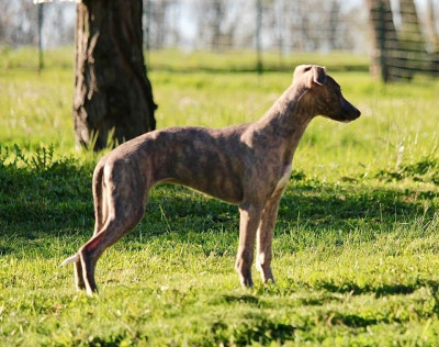 Étalon Whippet - Améthyste Des Précieux Rubis