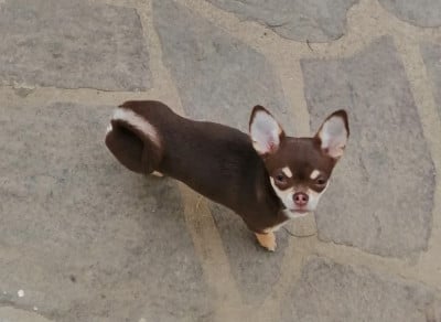 Étalon Chihuahua - ADELIA Du Moulin Des Petits Gringos