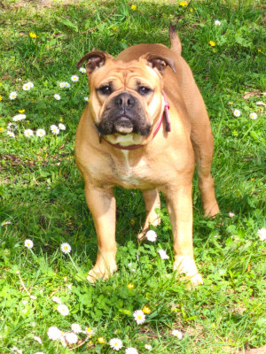 Étalon Bulldog continental - Uptown Daisy Des Conti's Ador