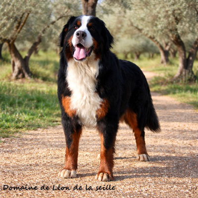 Étalon Bouvier Bernois - UNE CO PILOTE du Domaine De Léon De La Seille