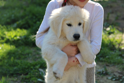 Étalon Golden Retriever - Akuna Matata De L'esquisse Sauvage