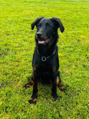 Étalon Berger de Beauce - Yvar Dexter du Fond des Camps