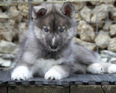 Étalon Siberian Husky - Festa Eterna Cassandra