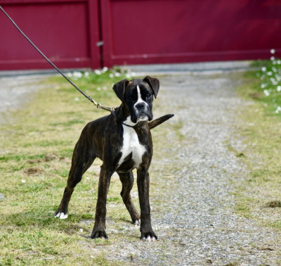 Étalon Boxer - Alizée Du Soleil De L'aurion