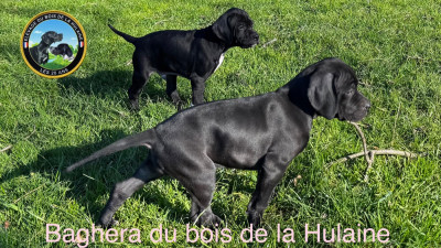 Étalon Pointer - BAGHERA du bois de la Hulaine