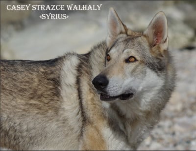 Étalon Chien-loup tchecoslovaque - CH. Casey strazce walhaly