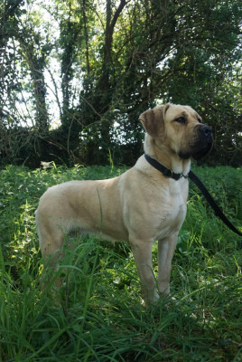 Étalon Cane Corso - V'hera Des Seigneurs De Sparte