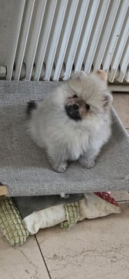 Étalon Spitz allemand - du jardin de Mesoz Bouille d'amour