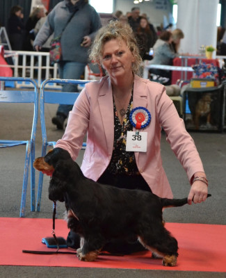 Étalon Cocker Spaniel Anglais - Aloha Of merrily