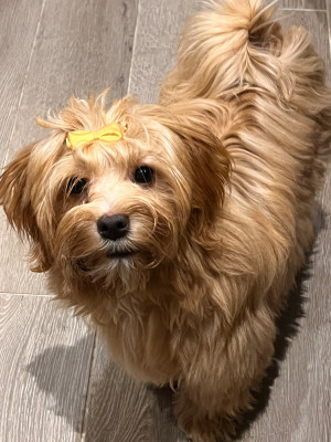 Étalon Bichon Havanais - Always Smile dit Autumn de l'eternel mitness