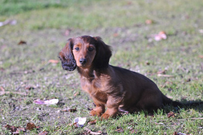 Étalon Teckel poil long - Arthur Pendragon du Chemin de L'Espoir