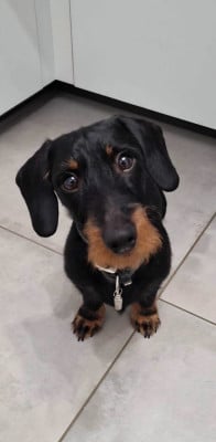 Étalon Teckel poil dur - Tango Du Domaine De Matacharre}