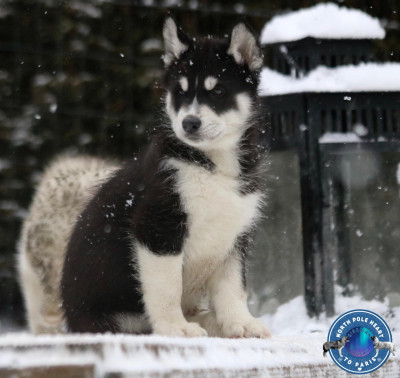 Étalon Siberian Husky - Urban Street North Pole Heart To Paris