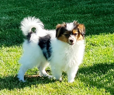 Étalon Epagneul nain Continental (Papillon) - bellissima De la castelviroise