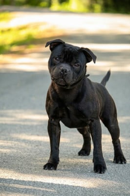 Étalon Staffordshire Bull Terrier - Anakin des Espoirs de Wallieux