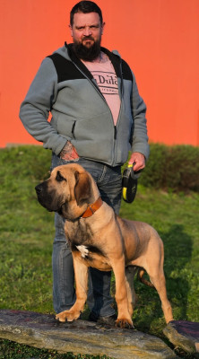 Étalon Fila Brasileiro - Eldorado Do Rio Doce