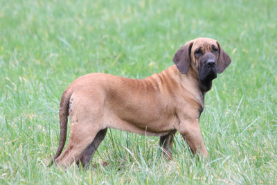 Étalon Fila Brasileiro - Fanta Do Rio Doce