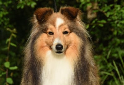 Étalon Shetland Sheepdog - blue with Voice Of Love