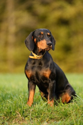 Étalon Chien courant slovaque - Beretta Z Klamarovej Doliny
