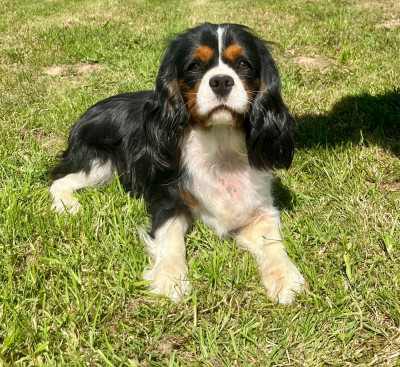 Étalon Cavalier King Charles Spaniel - vaiana Des Vents D'Océan