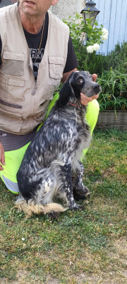 Étalon Setter Anglais - UNDA de la hêtraie pourpre