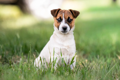 Étalon Jack Russell Terrier - Blue Edition du Bois de Compiègne