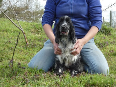 Étalon Cocker Spaniel Anglais - Ubla Ar Ti Marellek