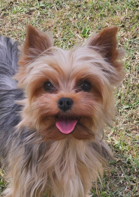 Étalon Yorkshire Terrier - Sophia loren du Domaine San Sébastian