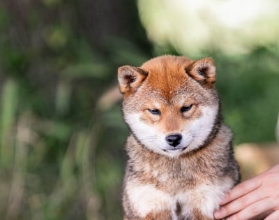 Étalon Shiba - Asatsuyu du Bois de Compiègne