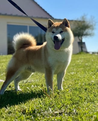 Étalon Shiba - Hoxakam Aladdin