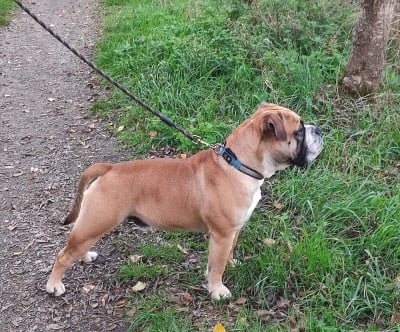Étalon Bulldog continental - Sir Bud De L'arche Des Molosses}
