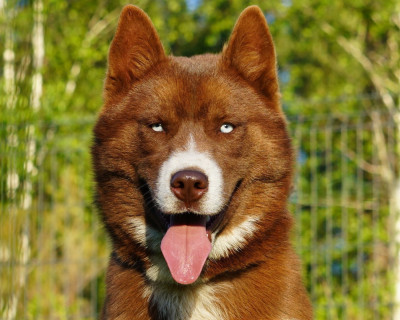 Étalon Siberian Husky - A'Kurama De La Vallée Des Pépites