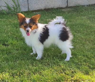 Étalon Epagneul nain Continental (Papillon) - Bellissima De la castelviroise