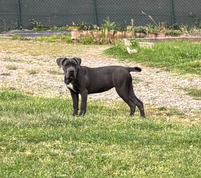 Étalon Cane Corso - Arvernmolosse Athéna