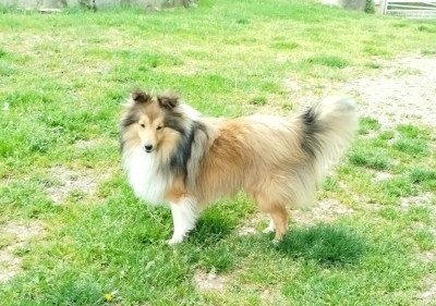 Étalon Shetland Sheepdog - APOLLON GOLDEN KING Des mille eclats des tournesol