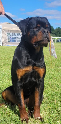 Étalon Rottweiler - Aragorn Des Princes De Calvignac