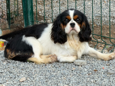 Étalon Cavalier King Charles Spaniel - Ange Du Souvenir Des Dicks