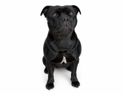 Étalon Staffordshire Bull Terrier - Uthanya du grand Molosse