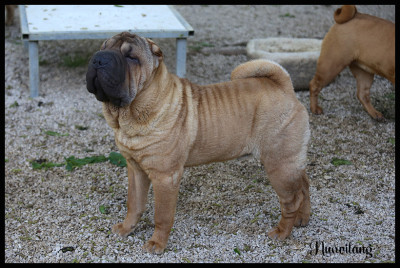 Étalon Shar Pei - eki zimurrak Golden Gear