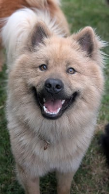 Étalon Eurasier - Agyo Komainu Des Gardiens d'Ysatis